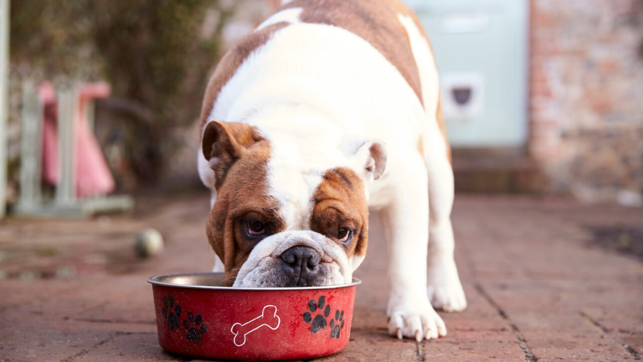https://www.petsagogo.com/wp/wp-content/uploads/2020/11/Toxic-foods-for-dogs-1280x720.jpg