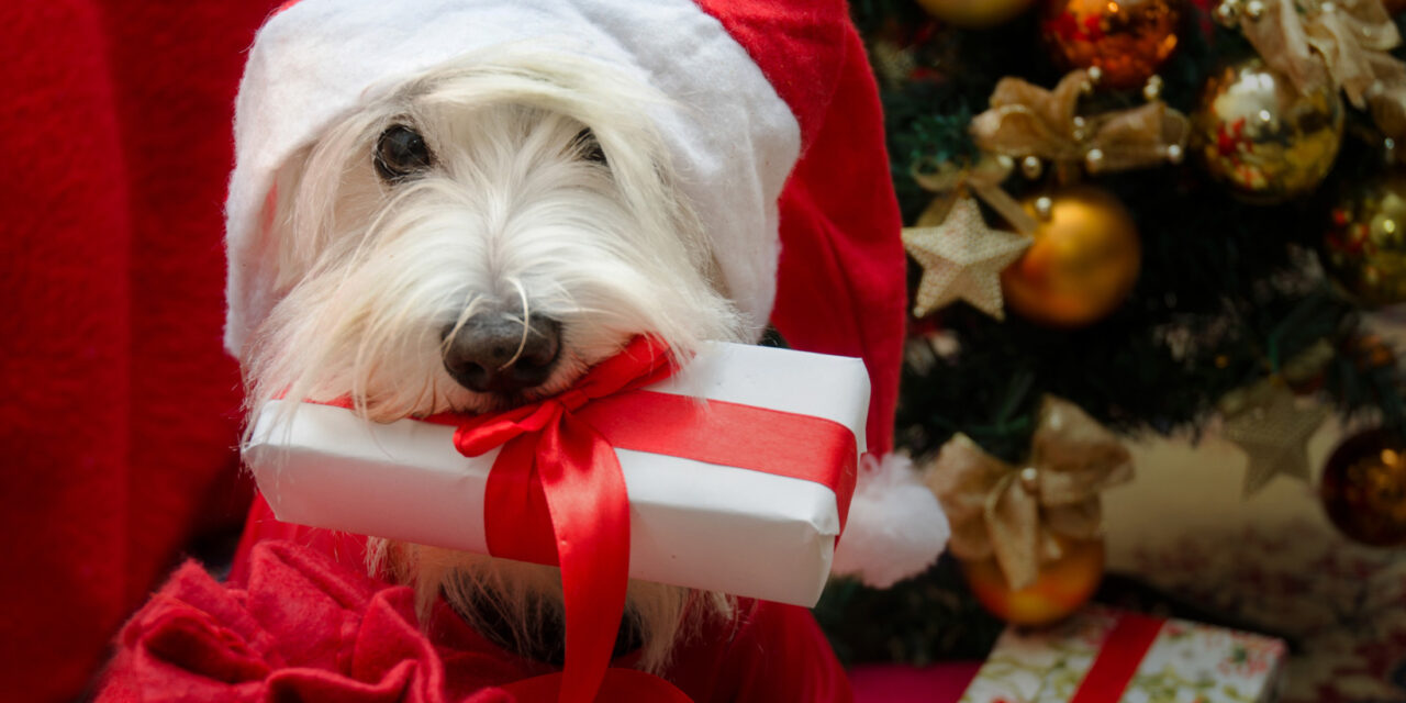 https://www.petsagogo.com/wp/wp-content/uploads/2020/12/Giving-a-dog-as-a-holiday-gift-1280x640.jpg