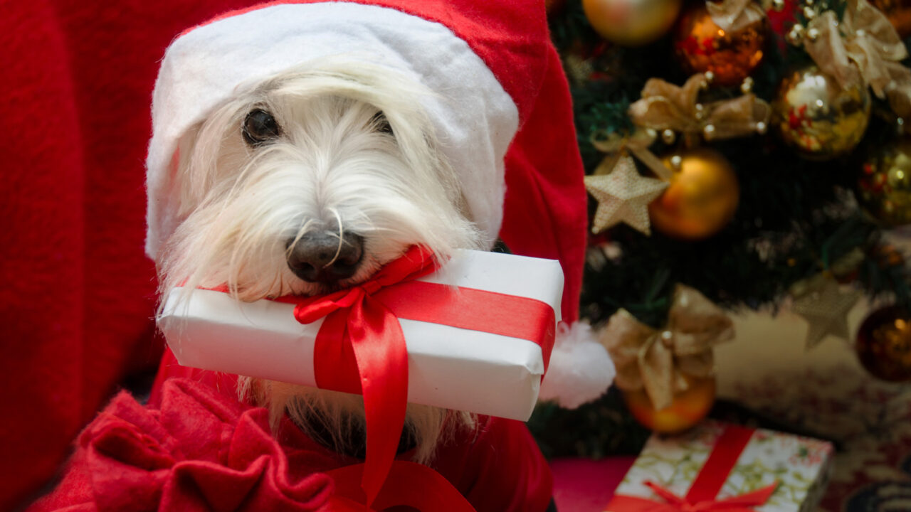 https://www.petsagogo.com/wp/wp-content/uploads/2020/12/Giving-a-dog-as-a-holiday-gift-1280x720.jpg