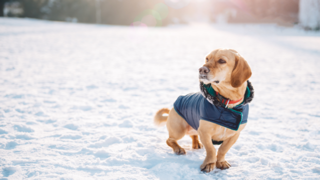 Can Dogs Get Frostbite Too? What to Know About Freezing Temps and Your Pup
