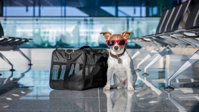 Traveling this Holiday? Here’s What to Look for in Pet Boarding Options