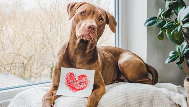 Happy Mother’s Day! Fun Ideas for Celebrating with Your Furbabies