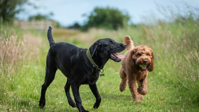 The Top Five Reasons Why Socializing Your Dog is So Important