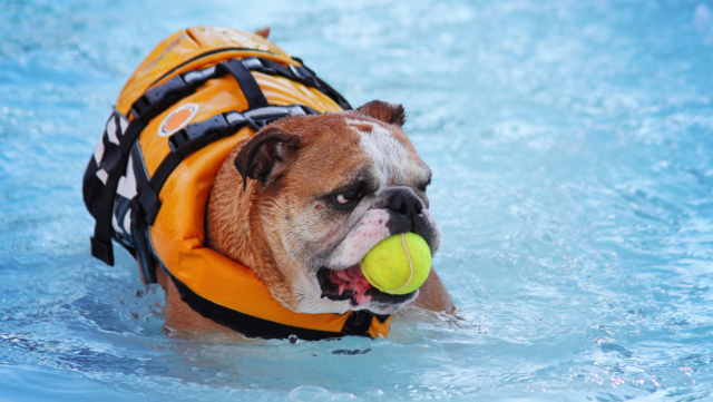 Top Five Fun Dog-Friendly Activities for the Summer