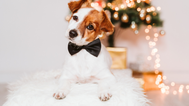 Top Four Dog Safety Tips for the Holiday Season