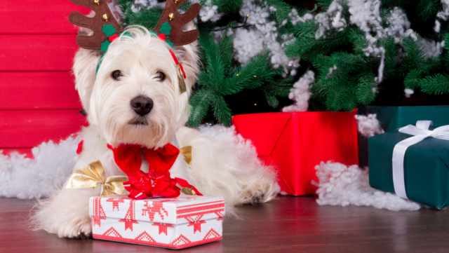 The Ultimate Holiday Gift Guide for Your Dog