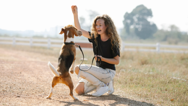 February is Dog Training Education Month: Pets a Go Go’s Guide to Getting Started