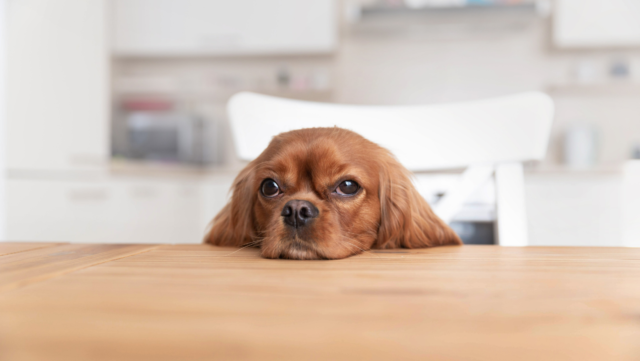 March is National Pet Poison Prevention Month:  Pets a Go Go’s Guide to Keeping Your Dog Safe