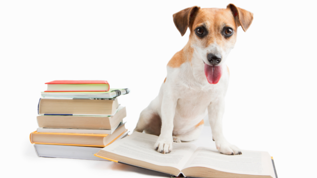 Back to School – The Benefits of Doggie Daycare