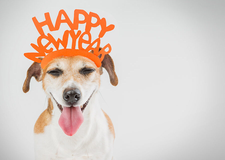 https://www.petsagogo.com/wp/wp-content/uploads/2024/01/new-years-quotes-with-dog-wearing-happy-new-year-hat-900x640.jpg