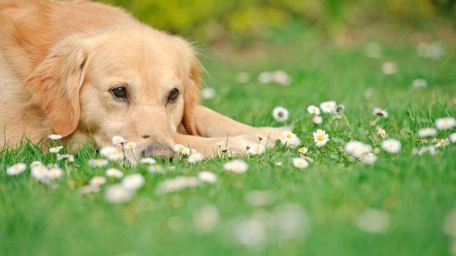 The Pets a Go Go Guide to Navigating Allergy Season:  Tips and Solutions for Dog Owners